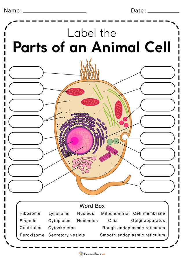 Animal Cell Worksheets - Free Printable