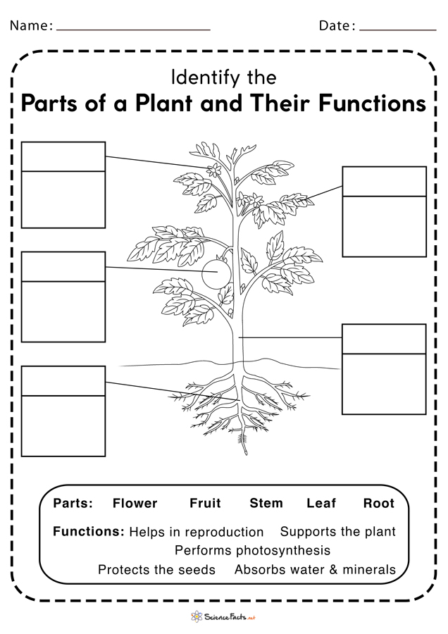 leaf-parts-worksheet