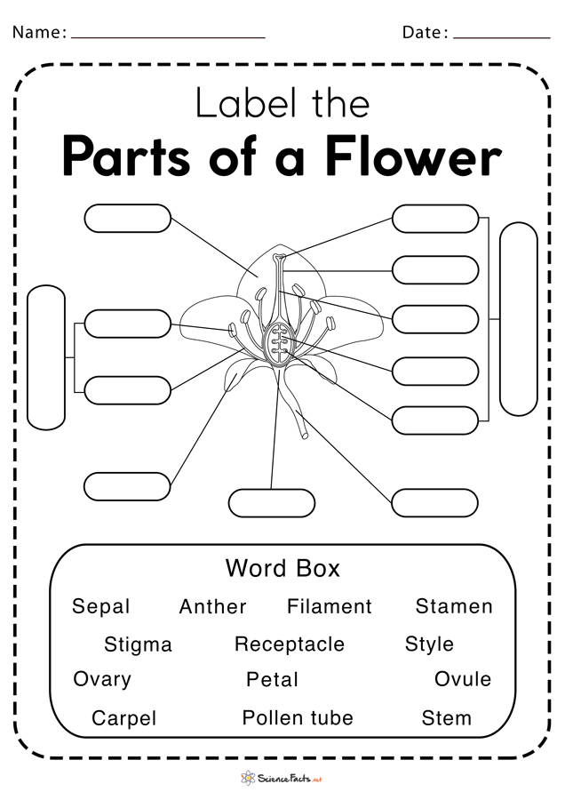 Parts Of A Flower Worksheets Free