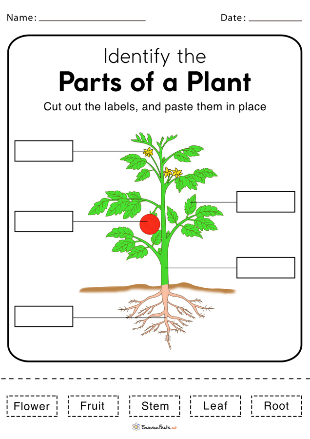 Parts Of A Plant Worksheets Free Printable