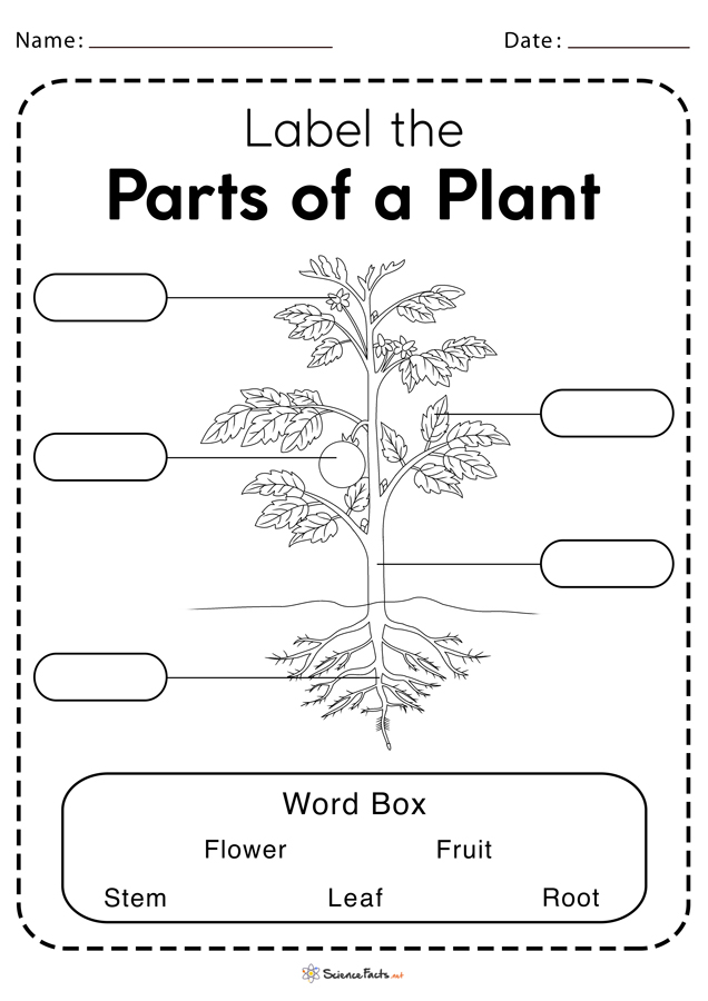 Plants And Their Parts Worksheet