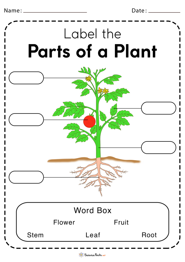 Parts Of A Plant Worksheet Free Printable