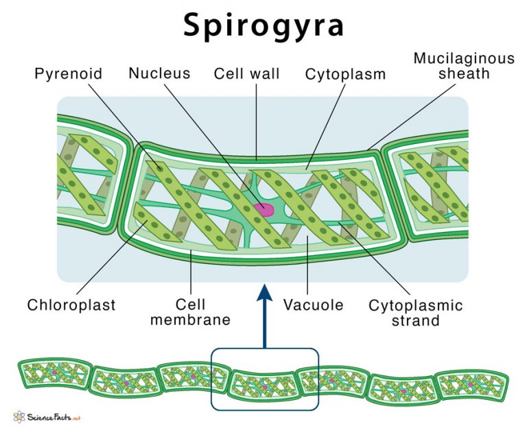Spirogyra: Structure & Characteristics with Labeled Diagram