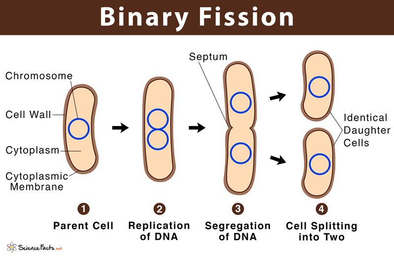 advantages and disadvantages of fission