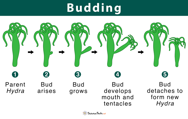 Budding: Definition & Types with Examples & Diagram