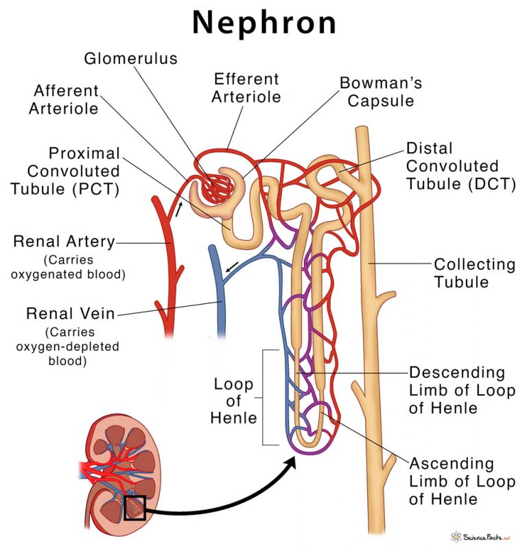 Nephron Definition Parts Structure Functions With Diagram