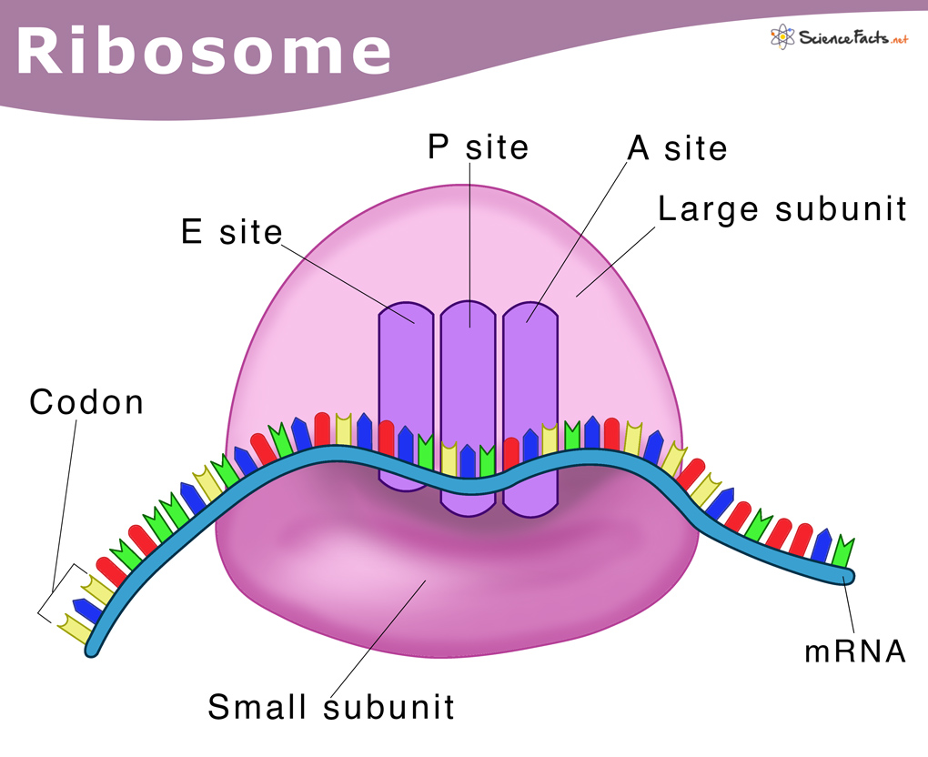 Ribosomes: Definition, Structure, & Functions, with Diagram