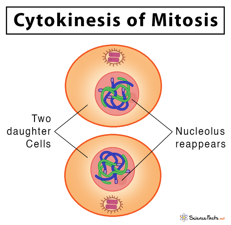 cytokinesis of mitosis diagram