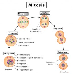 mitosis phases cell meiosis