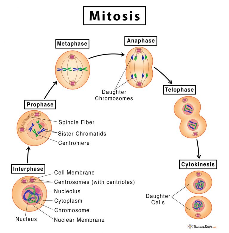 5 Stages Of Mitosis Diagram