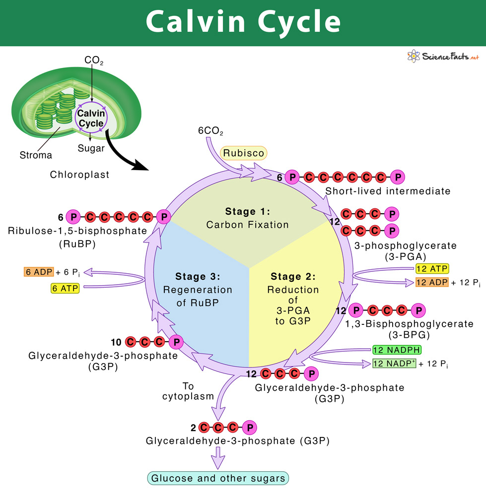 Calvin Cycle Diagram For Kids