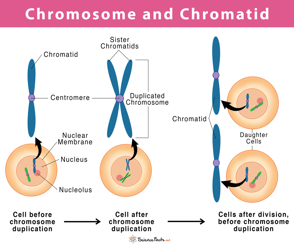 Collection 105+ Images what is the difference between chromosomes and chromatids Stunning