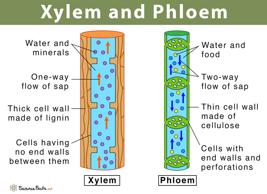 Xylem And Phloem Main Differences Similarities Diagram Xylem And Phloem Main Differences Similarities Diagram