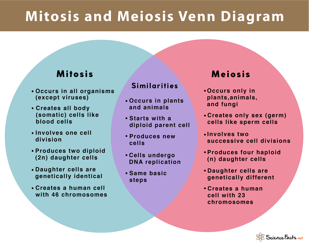 Mitosis and Meiosis Venn Diagram.