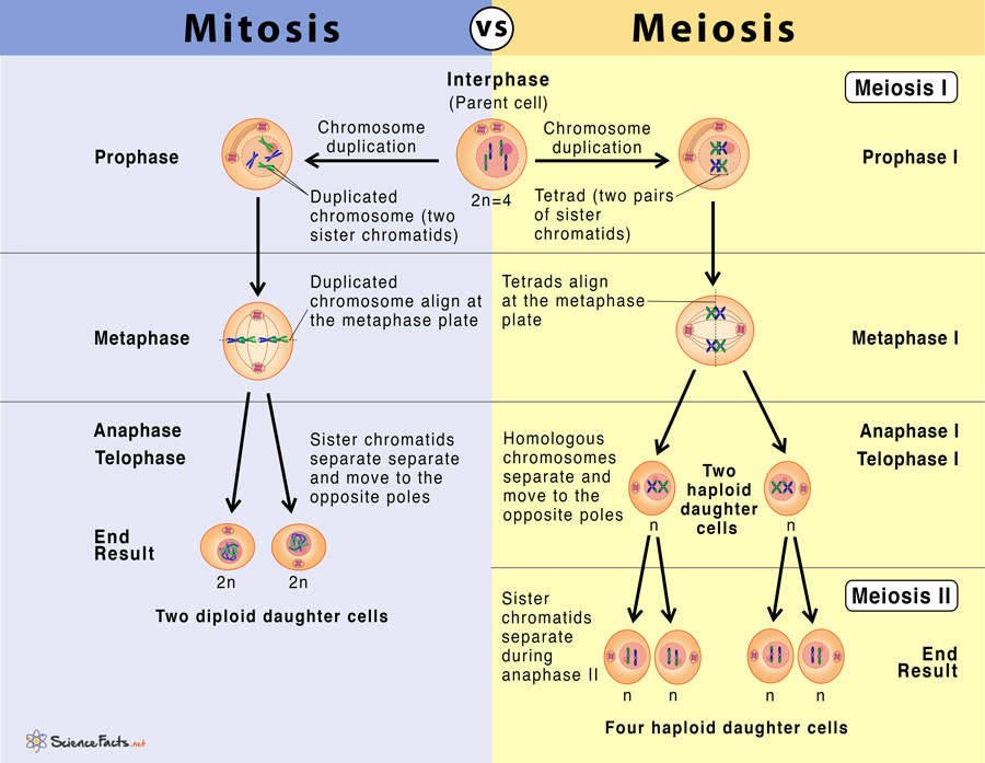 bagan perbedaan mitosis dan meiosis