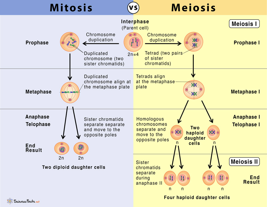 Perbedaan Pembelahan Sel Mitosis Dan Meiosis Pengertian Perbedaan