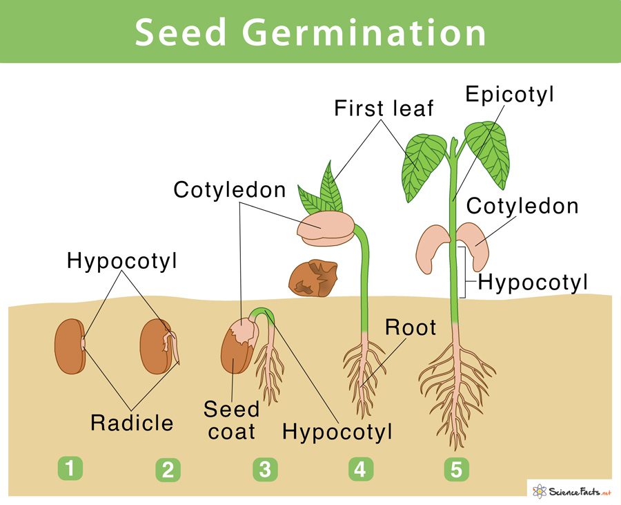 What is seed germination in plants: what do seeds need to germinate