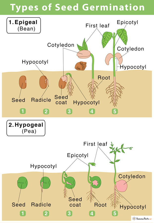 II. The Importance of Seed Germination in Plant Growth