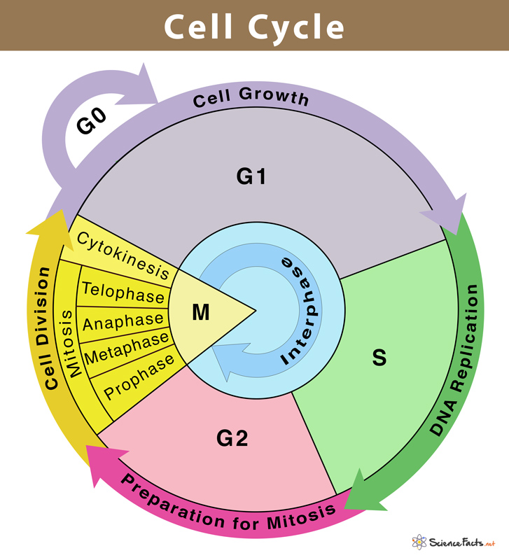 mitosis stages diagram