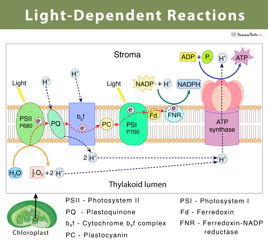 Natura Bemærk Fordeling Light-Dependent Reaction: Definition, Diagrams, and Products