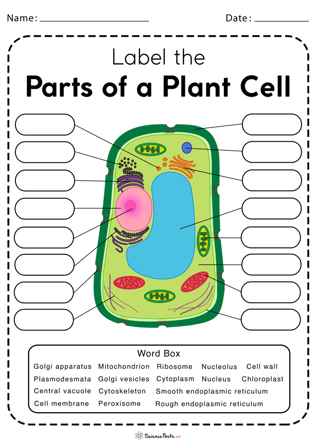 plant-cell-diagram-worksheet-printable-word-searches