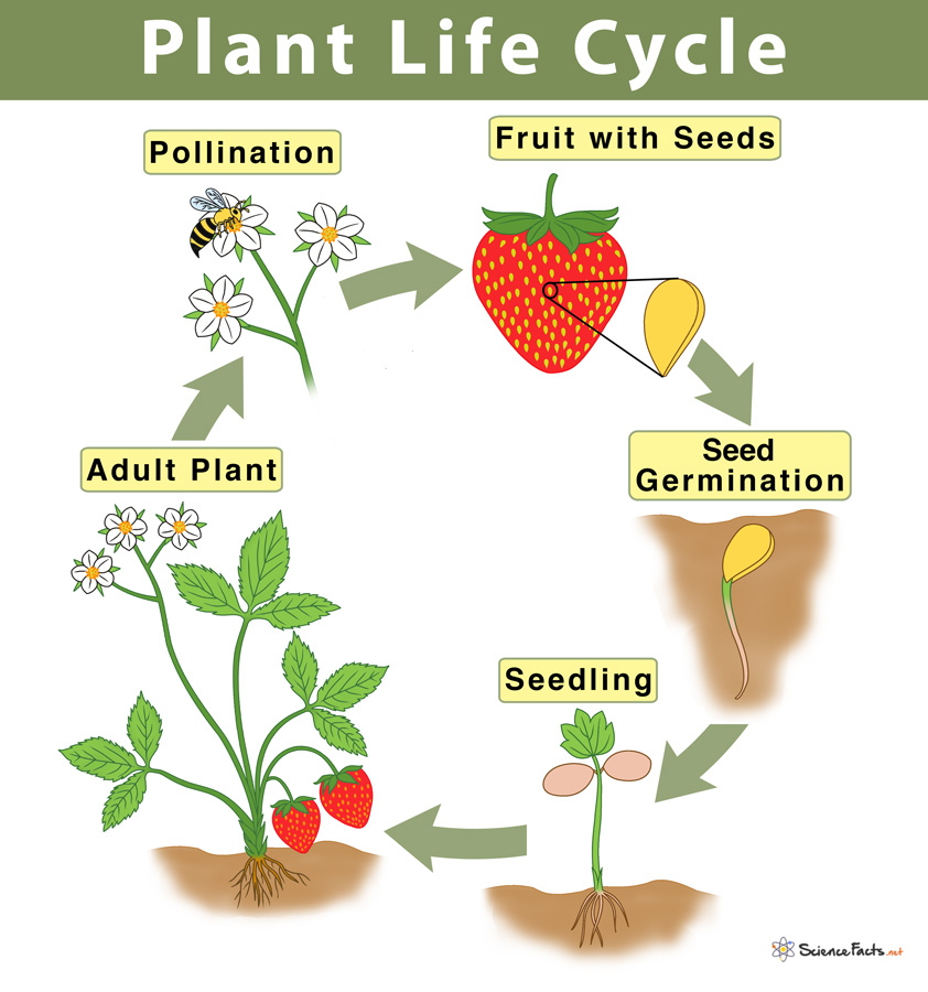 life cycle of a flowering plant