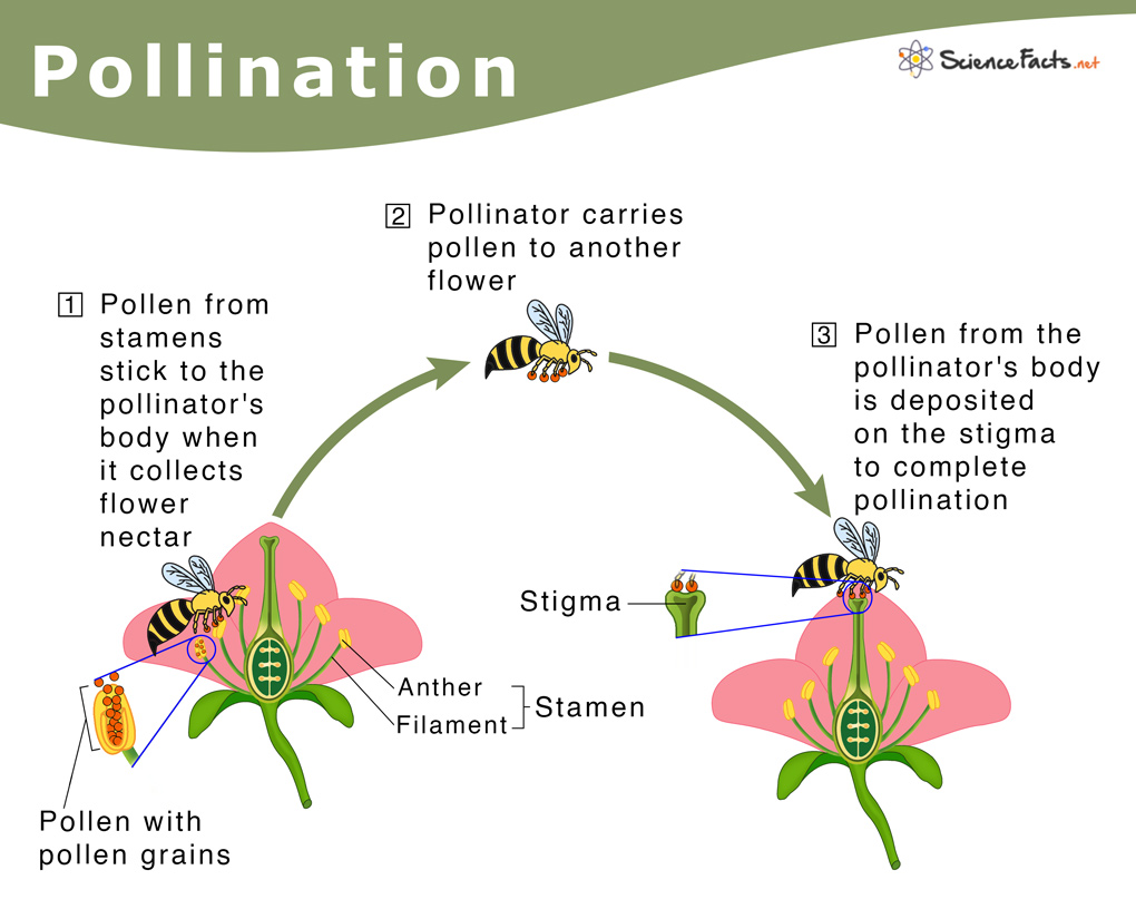pollination assignment class 12