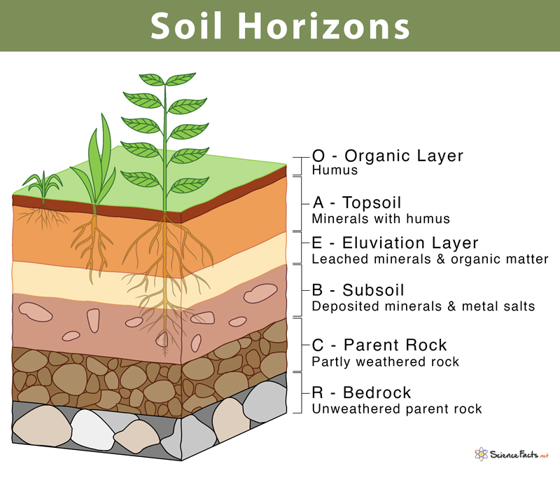 essay on soil horizon