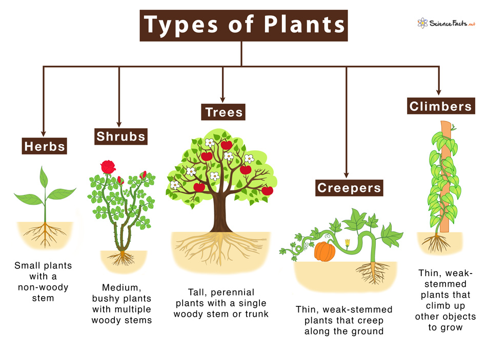 types of plants presentation