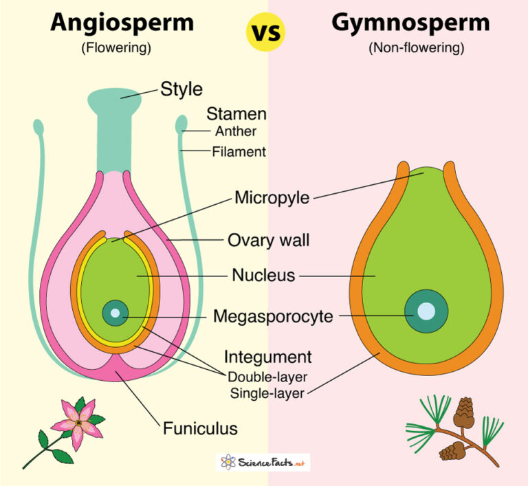 Angiosperm Vs Gymnosperm Definition Differences Similarities