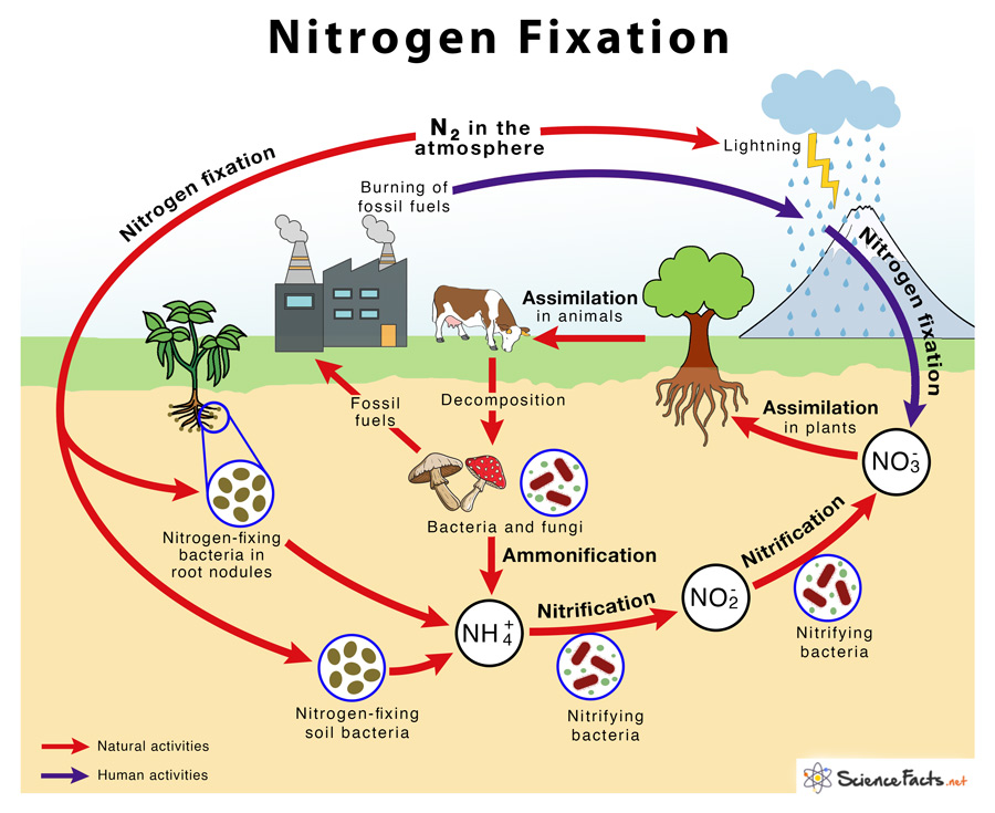 Nitrogen Fixation: Definition, Process, Example & Equation