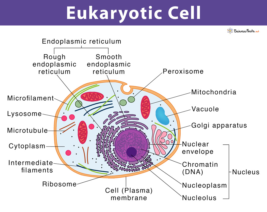 Eukaryotic Cell Structure - Biology Wise