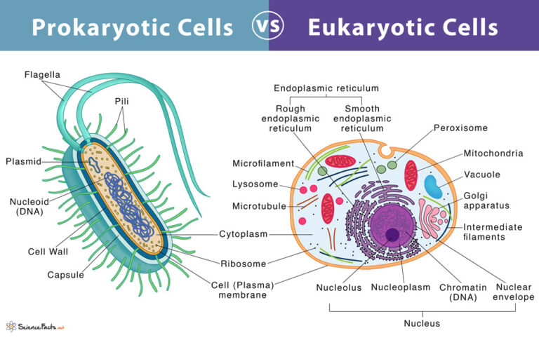 Prokaryote Vs Eukaryote Worksheet