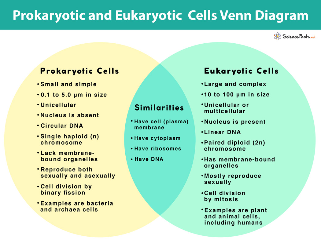 Prokaryotes vs. Eukaryotes: Definition and Characteristics In Prokaryote Vs Eukaryote Worksheet