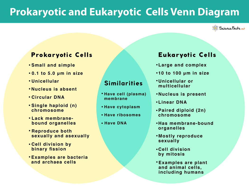 Prokaryote Vs Eukaryote Diagram