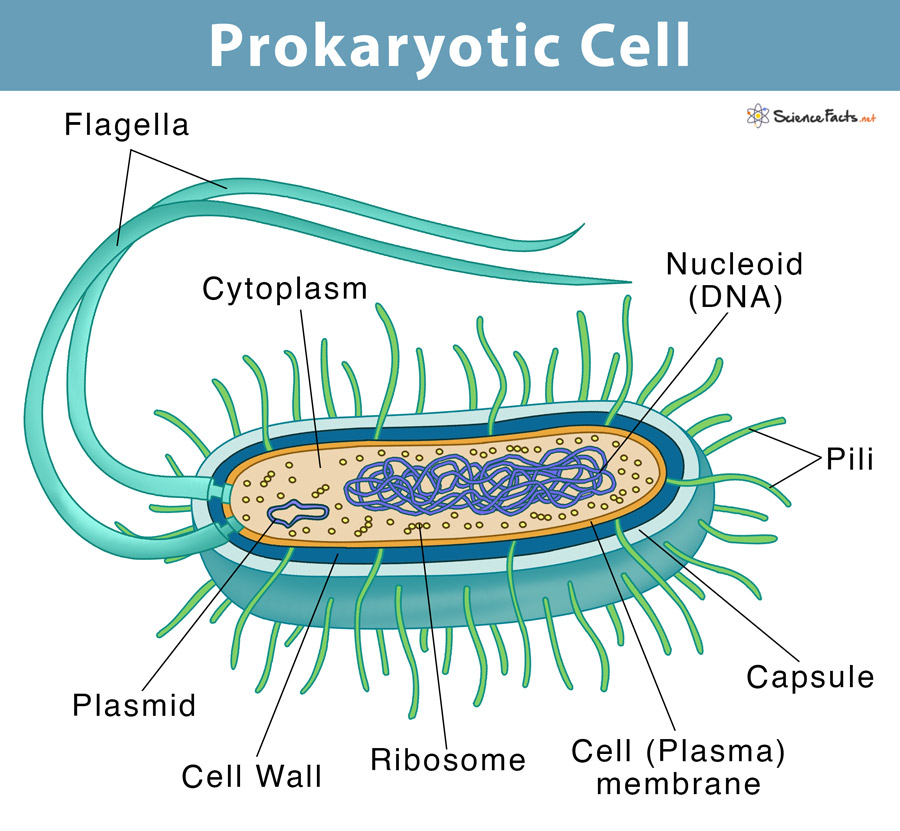 prokaryotic-cell-definition-examples-structure