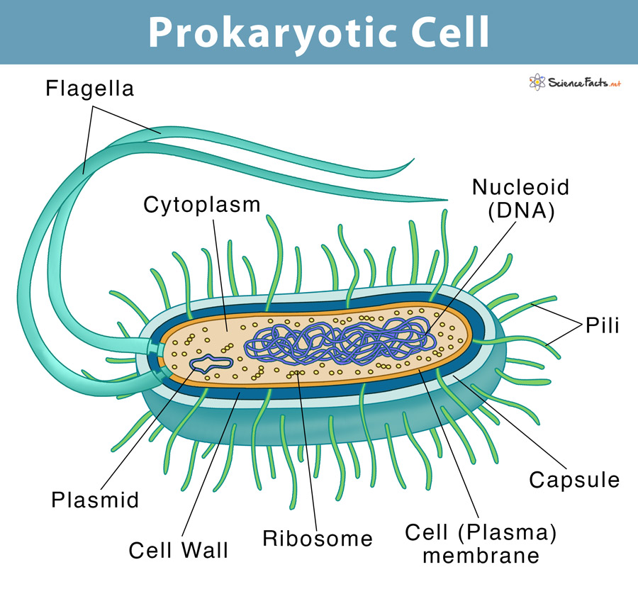 Prokaryotic Plant Cell Structure