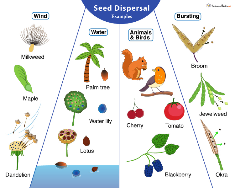 Seed Dispersal: Definition, Methods, Examples, & Significance