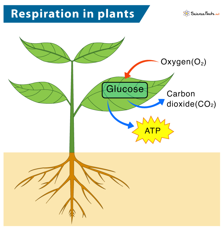 Cellular Respiration in Plants: Definition, Steps & Equation