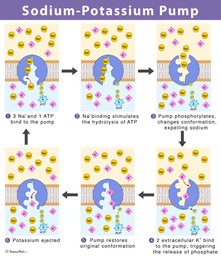 Sodium-Potassium Pump – Definition & Functions, with Diagram