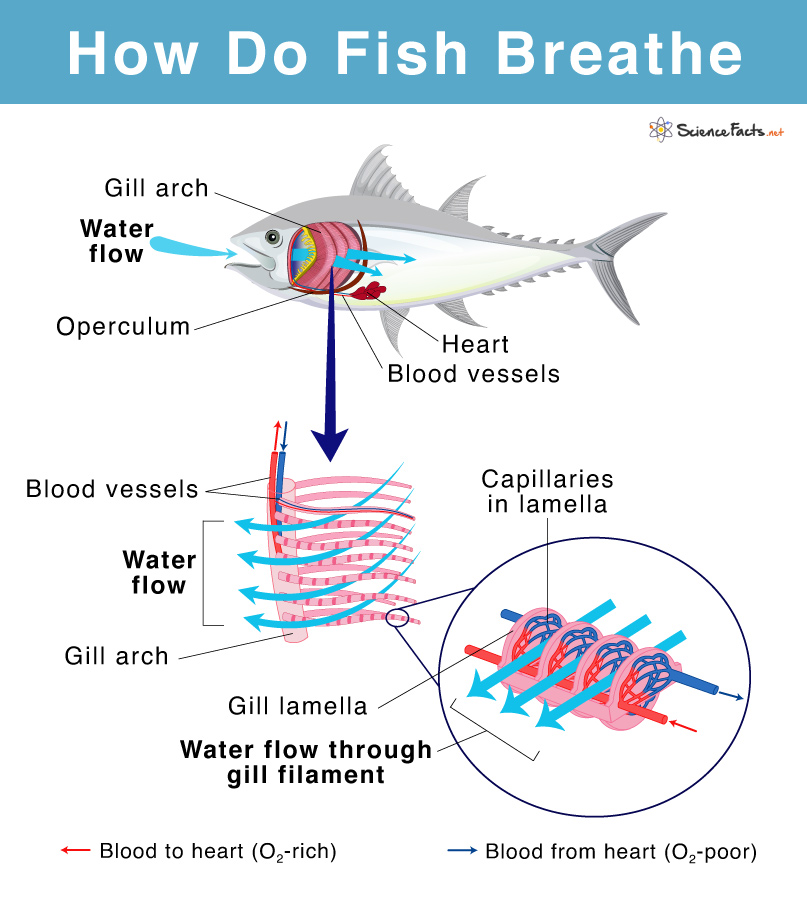 Animal Respiration: Gill Breathing