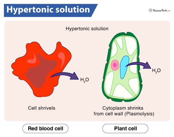 Hypertonic Solution – Definition, Meaning, Examples & Diagram