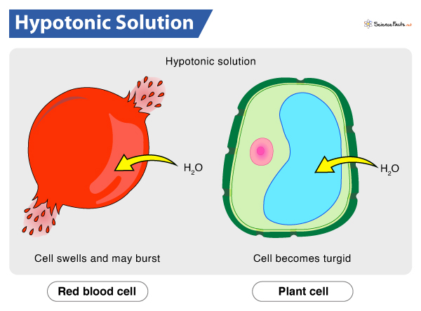 Hypotonic Solution – Definition, Meaning, Examples & Diagram