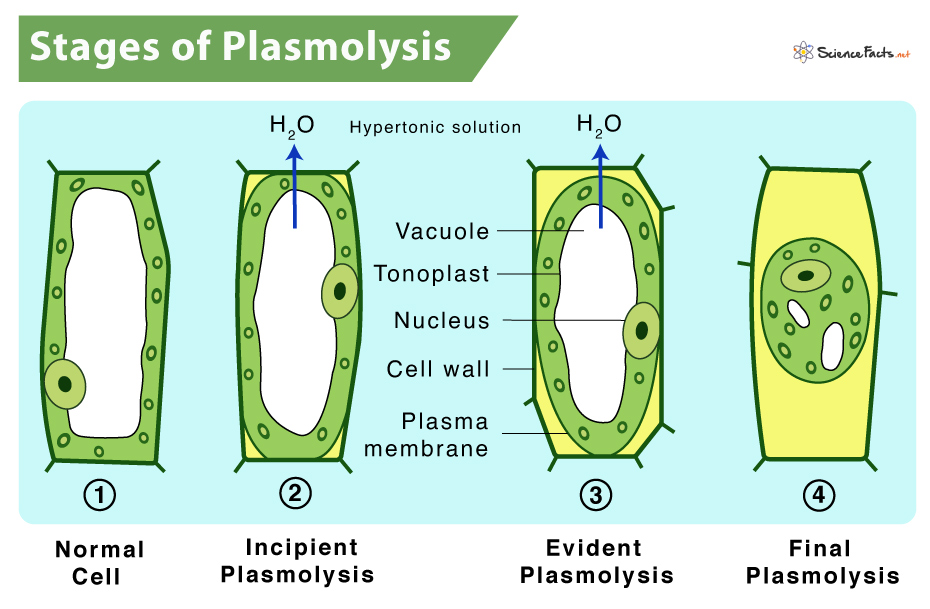 plasma membrane of a living plant cell