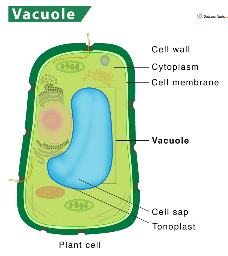 Vacuole – Definition, Structure, & Functions with Diagram