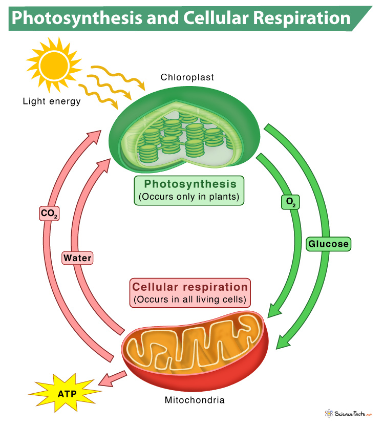 essay on photosynthesis and cellular respiration