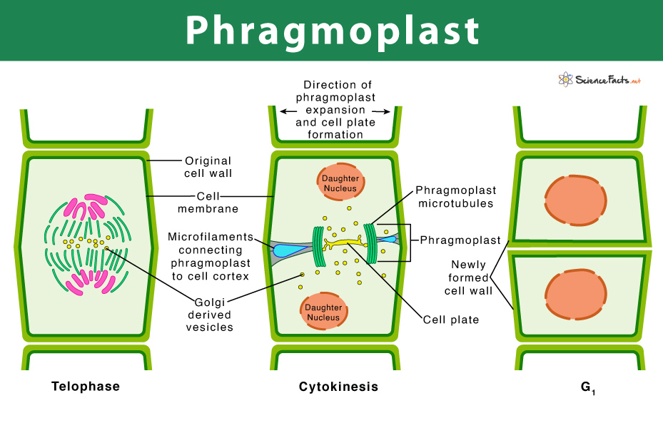 Phragmoplast in Plant Cell: Definition, Structure, & Functions