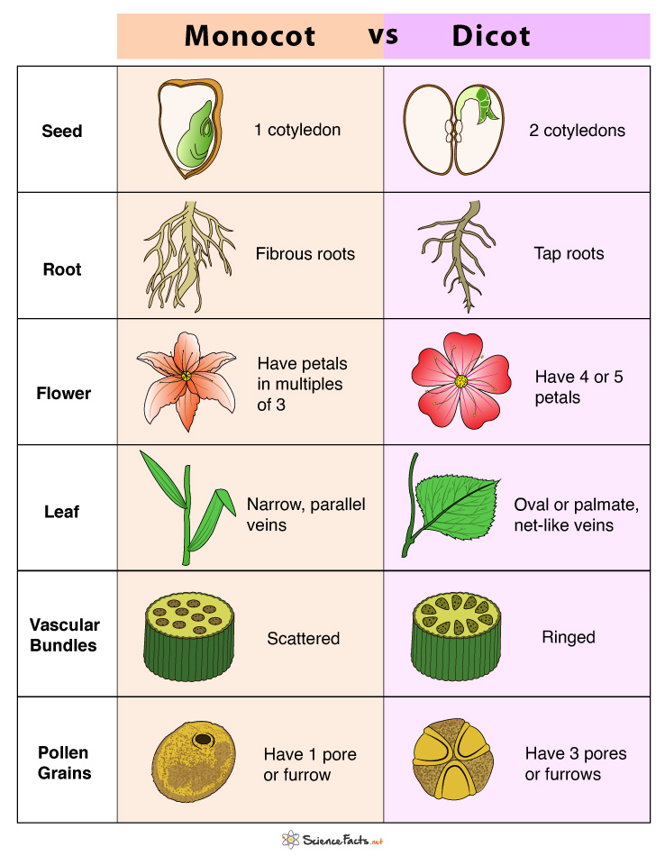 Difference Between Dicot And Monocot Leaf Easybiologyclass | Porn Sex ...