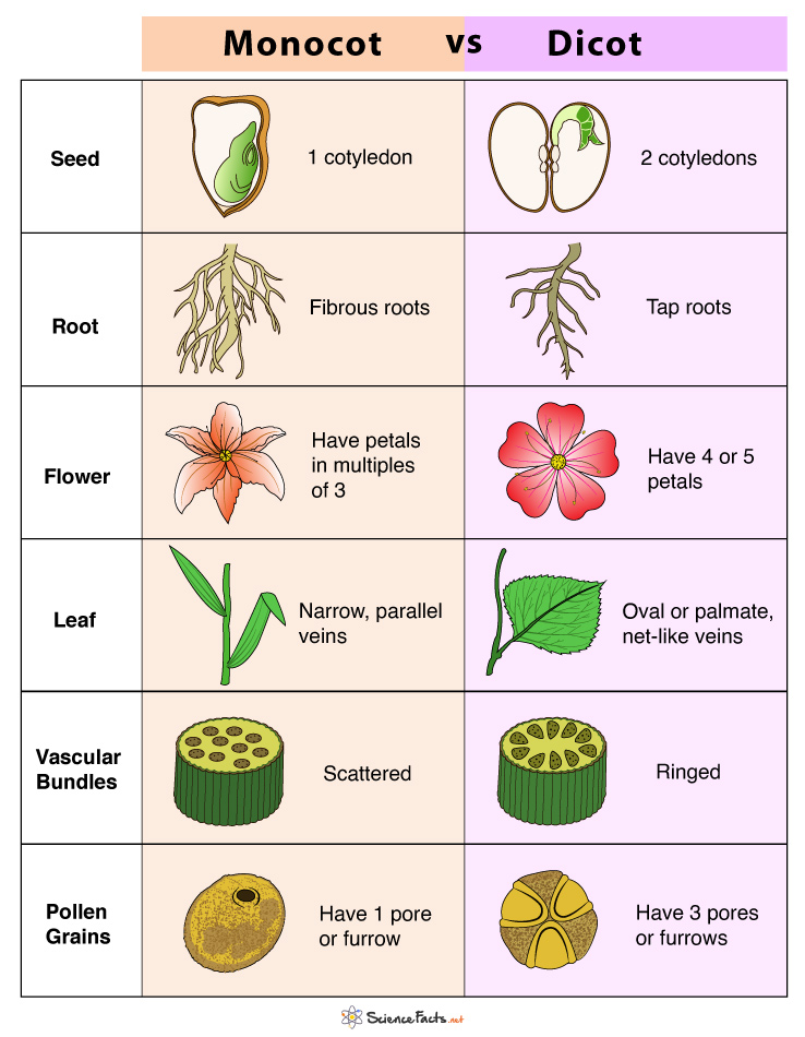 Angiosperm Monocot Examples