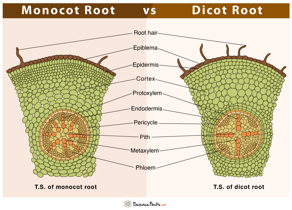 Plant Anatomy Internal Structure Of Dicot Root And Monocot Root Bio ...